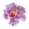 Peony Flower Flower Head Diameter Space Image Website