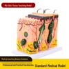 50x Magnified Human Skin Tissue Anatomical Model for Medical and Beauty Training