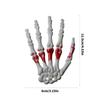 Halloween Skeleton Hands Realistic Life Size Severed Human Hand Bone Plastic Skeleton Hands Halloween Decorations Props
