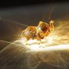 Modern Crystal Elephant Statue Cute Desktop Crystal Ornaments Baby Elephant Ornaments  Home