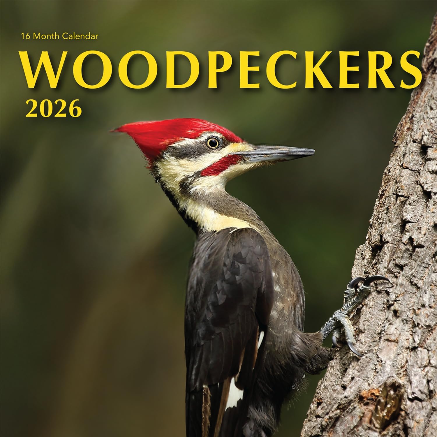2026 Backyard Birds Hangable Wall Calendar Monthly Beautiful Wildlife Bird Photo Birder Watching Gift Forest Nature Photography Secret Santa Office 2026 Woodpeckers