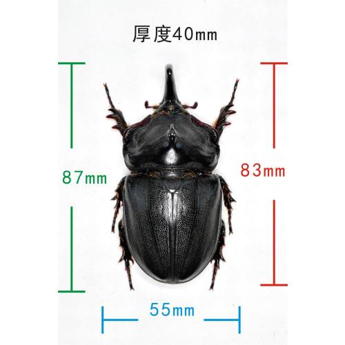 Nirvana African Giant Rhinoceros Beetle Figure, Coleoptera, Refrigerator Ornament, Magnetic, Realistic, Adult, Illustrated, Insect, Beetle, Resin, Adu