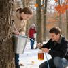 Maple Syrup Tapping Kit With Tubing Non-Slip Extractor 12-Piece Maple Tree Sap Collection Kit For Outdoor Backyard Garden School