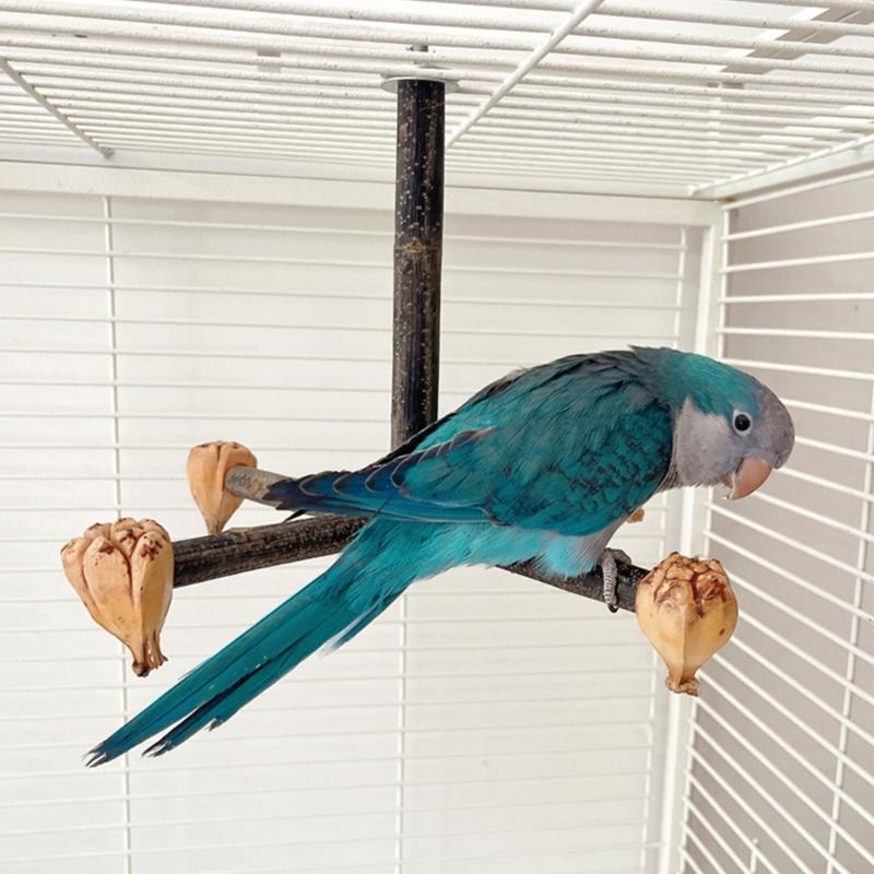 Bird Perch Nature Molar Stand for Parrots Conure Supplies Budgies Grinding Scratchers for Small Medium Parrots Toy