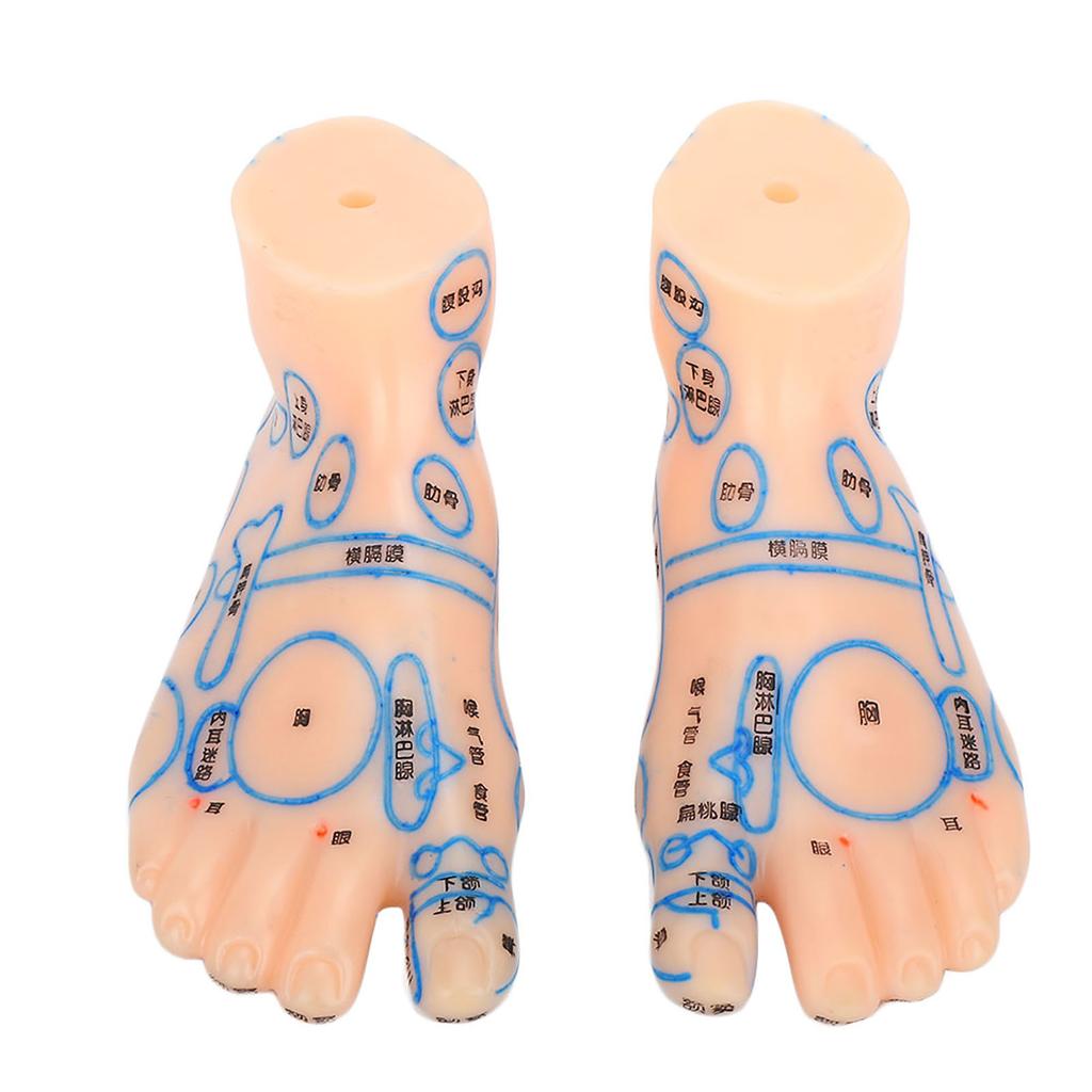 1 Paar 15 cm Fußreflexzonen-Massage-Modell kein Akupunktur-Modell Chinesischer und Englischer Code TCM Fußreflexzonenmassage