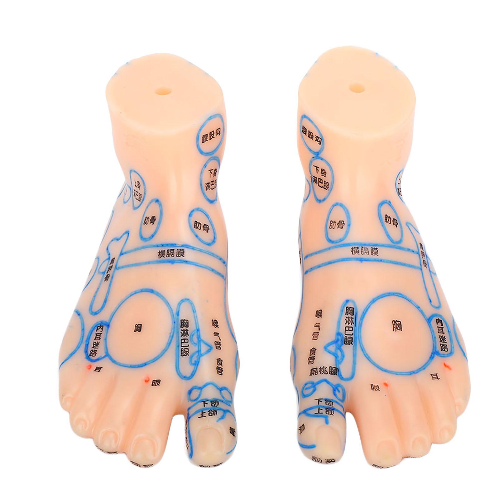 

1 pair 15cm Foot reflex zone massage model not acupuncture model Chinese and English code TCM Feet Reflexology