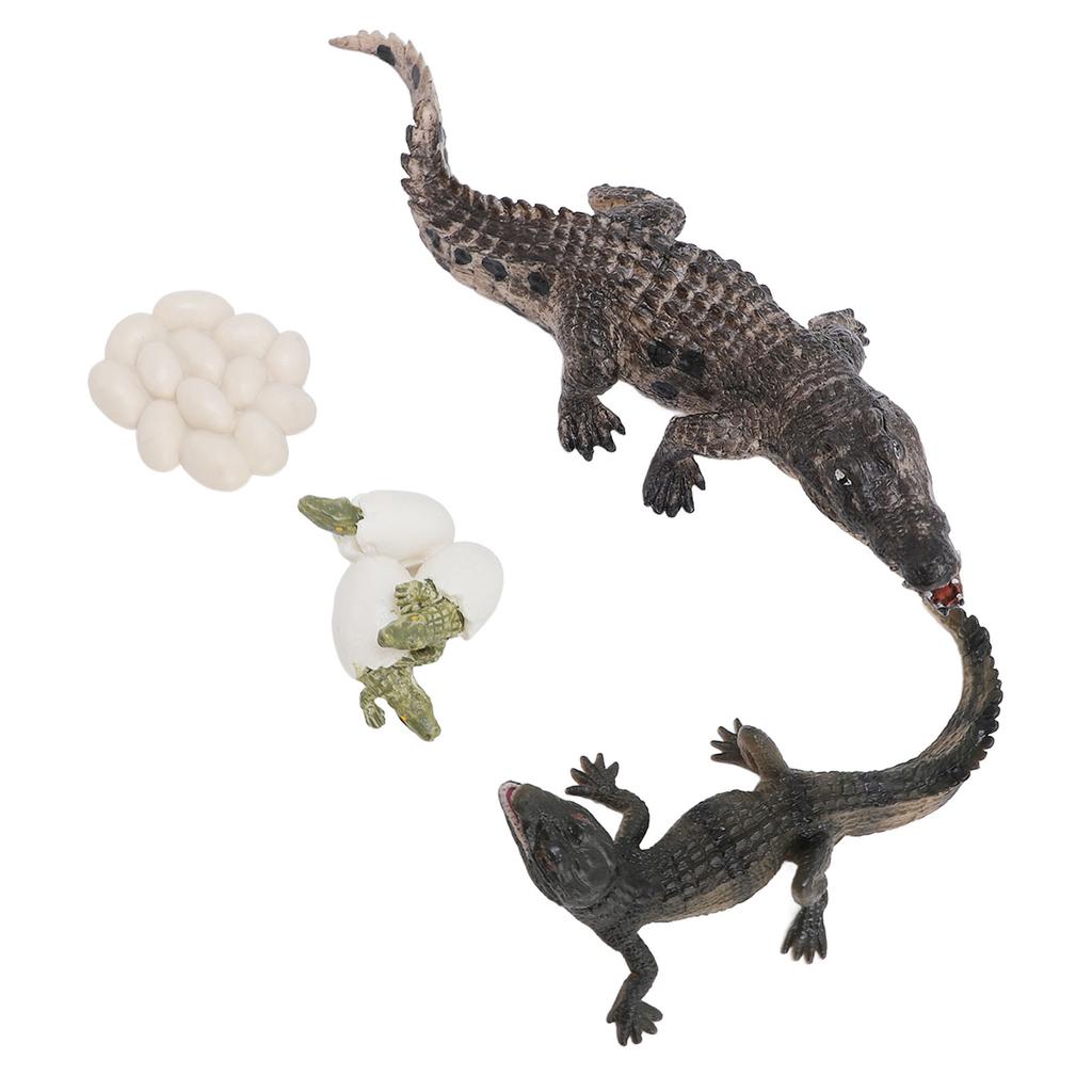 Animal Growth Life Cycle Model Set Early Education PVC Cognition Reptile Animal Figures for Children