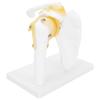 1:1 Life-Size Human Anatomy Shoulder Joint Model Shoulder Blade Model with Ligaments