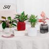 Style Planter Self Watering Pots for Indoor Plants Clear Plastic Wicking Flower Pot Modern Decorative House Herbs Flowers Gardener