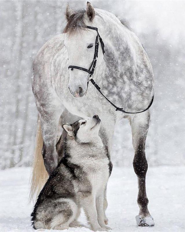Diamond Painting Snow Fell Horses and Dogs Cross Stitch Full Square Round Drill Diamond Embroidery Animal Diamond Mosaic Handicraft Home Decor