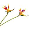 Phoenix Bird of Paradise 5-Head Green Plant Simulation - Large Decorative Branch for Home
