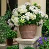 Vaso de Terracota Vintage de Boca Larga, Vaso de Flores Antigo Desgastado para Decoração de Jardim Externo Pátio, Vaso de Jardim Rústico Resistente