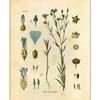 Vintage Wild Plant Canvas Malerier Botanisk Flower Study Peon Plakat og trykk Vegg Art Bilde for Stue Decor Cuadros