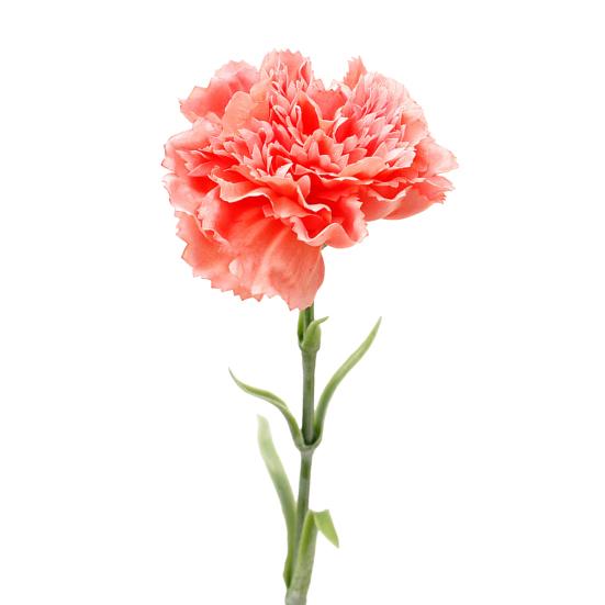 Искусственная гвоздика Реалистичный искусственный шелковый цветок на стебле Свадебная вечеринка В помещении на улице Искусственный цветок темно-розовый