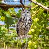 Pingente Sino de Coruja QN001: Sino de Vento Repelente de Pássaros para Jardins, Pomares e Decoração Pastoral.