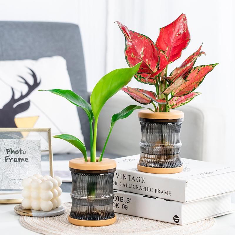 Transparent Hydroponic Vase Automatic Water Absorption Plant Pot For Home & Office