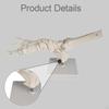 Life Size Movable Foot Skeleton Model Teaching Aid Realistic Lightweight Articulated Joints with