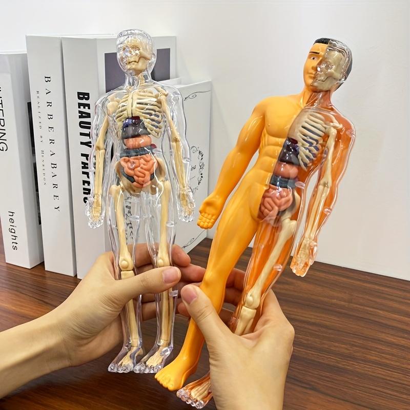 Educational Learning DIY Assembly Toys Kits Body Organ Medical Teaching Tools 3D Puzzle Human Body Anatomy Model Toy