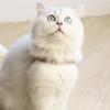 PU Leather Dog Cat Harness Vest and Leash Set Imitation Diamond Pet Harness Puppy Small Dog Cat Harness Pet Supplies