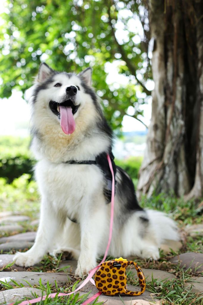 ROOKCRAN Dogness Retractable Dog Leash, Modern Medium, Leopard Print, Suitable for Small, Medium, and Large Dogs, Stylish and Safe for Pets, 106467