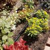 Takagi (Takagi) Garden Shimidasu 15 x 22 mm 20m PH05015BK020SB [2 years]