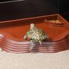 Reptile Bathing Pool for Tortoises And Bearded Dragons with Food Water Bowl