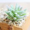 Beautifully Crafted Mini Artificial Succulents For Lifelike Home Office Decor