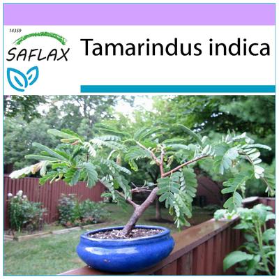 Bonsai - Tamarindo - 4 semi - Tamarindus indica