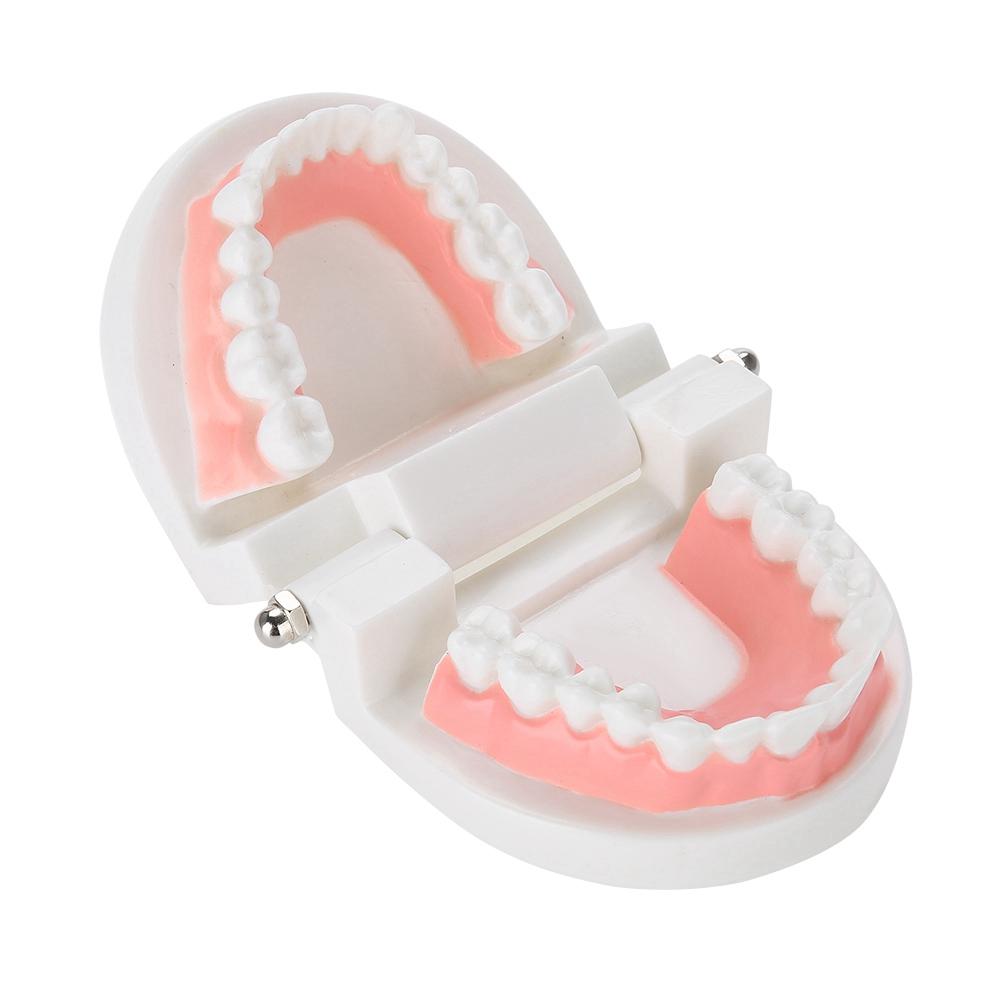 Dental Denture Model 28Pcs Standard Adult Teeth Model Medical Teaching Tool