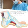 Human Foot Model for Teaching Adults Anatomy Model Research Muscle Display Explain Accessories(Arch Foot)