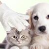6Pcs/Bag Pet Cleaning Wipes Nonwoven Fabric Gentle Cleaning Moisturizing Skin Protections Gloves Wipe for Grooming