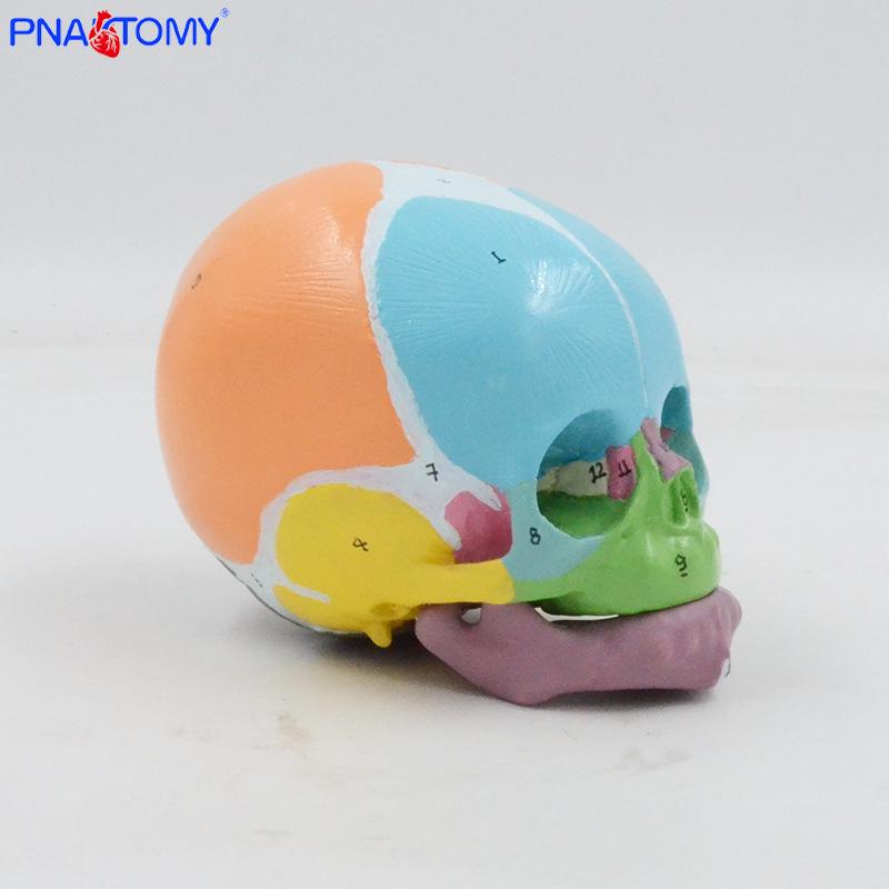 1:1 Baby Skull Model with Digital Markings - Includes Frontal Bone, Fontanelle, and Mandible for Anatomy Teaching and Medical Display PNT-0160C