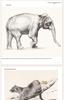 Classic Animal Sketching Techniques: Beginner's Hardcover Self-Study Guide