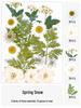 Handmade Transparent Bottle Embossing Film for Spring Plant Specimen Bookmarks