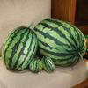 8/25/35cm Simulation Watermelon Plush Doll Pillow Round Oval Lifelike Fruit Plush Toy Home Decoration Fun Hug Gift For Boys Girl