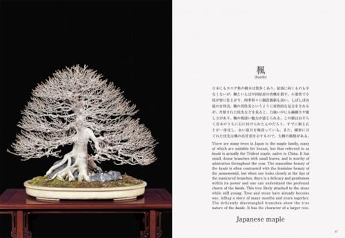 Bonsai Bonsai New Edition