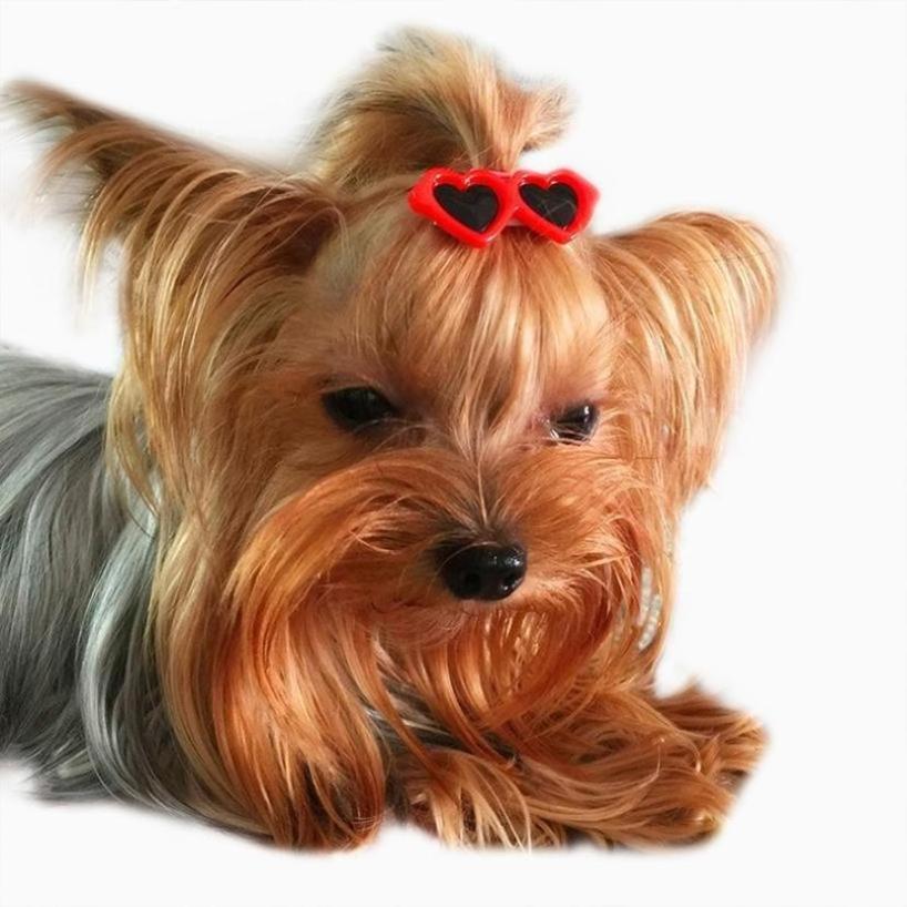 5 Pcs Random Small Size Heart-shaped Sunglasses Simulated Resin Heart-shaped Glasses DIY Accessories Dolls Pets Dog Accessories