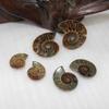 Elegant Pair Natural Ammonite Fossil Conch Specimen For Healing And Home Decor