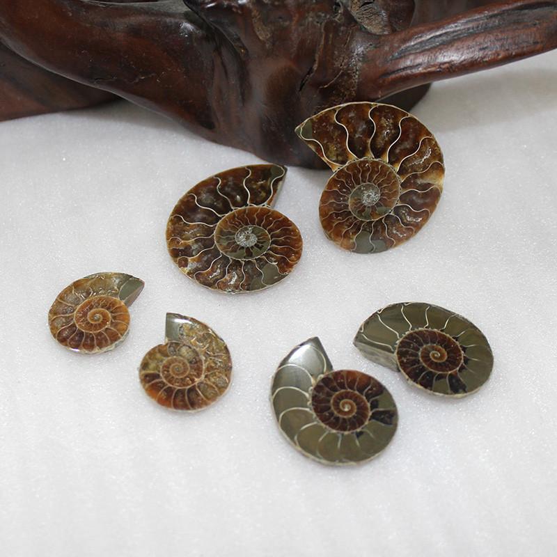 Elegant Pair Natural Ammonite Fossil Conch Specimen For Healing And Home Decor