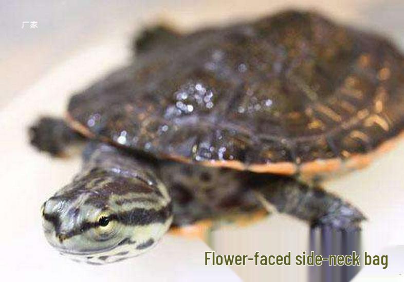 Hillary Flower-faced Side-necked Toad-headed Turtle - Ornamental Long-necked Pet 4cm