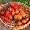 Realistic Fake Small Tomato Soft Plastic Tomato Model Simulation Fruit Bunch Kitchen Decor