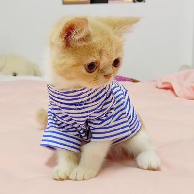 Kedi – Kediler için giyim