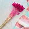 Dried Phalaris - Canary Grass - Fuchsia
