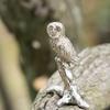 Eule (Klein) Hergestellt in England Tierkunst-Figuren-Sammlung