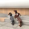 Roupa e sapatos – Casacos para cães