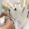 Pet Grooming Scissors with Round Head Safe and Precise Professional-Stainless Steel Dog Hair Shears for Effortless Trimming