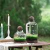 Pești și animale marine – Decorul acvariului