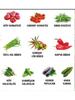 1000 Seeds 10 Types Vegetable Seed Package