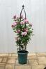 Richelle Rose Pot No. 6 Dark Green