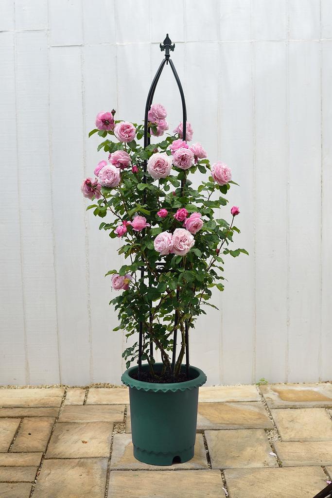Richelle Rose Pot No. 6 Dark Green
